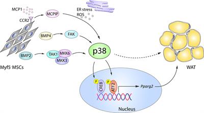 Uncovering the Role of p38 Family Members in Adipose Tissue Physiology